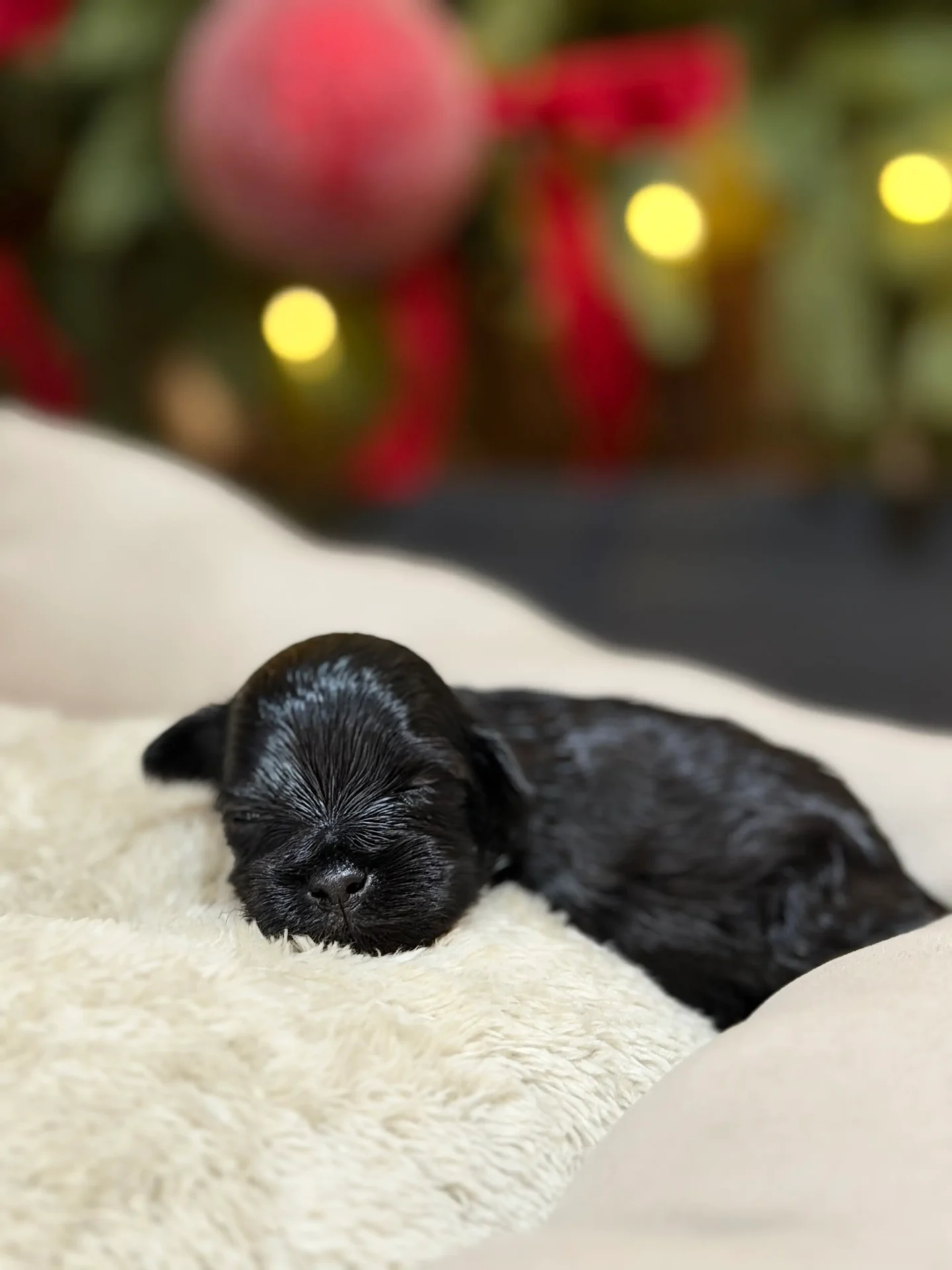King Miniature Schnauzer from Rod Schnauzers Breeders