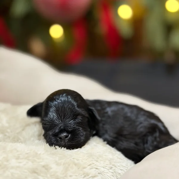 King Miniature Schnauzer from Rod Schnauzers Breeders