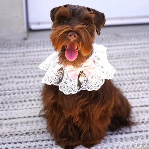 Abby Schnauzer