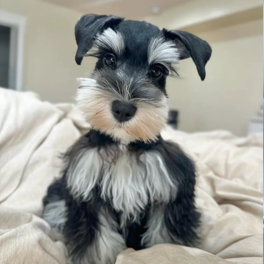 Bella from Rod Schnauzers Breeders