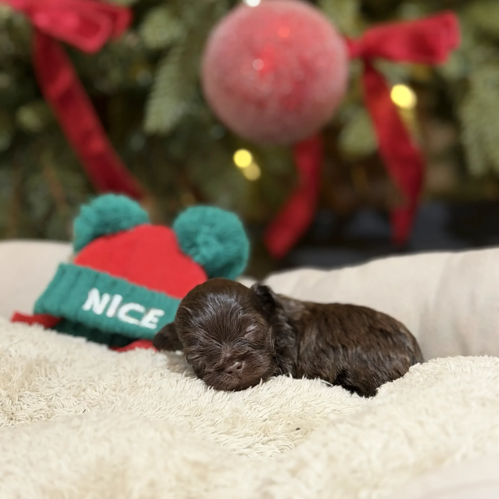 Gizmo Miniature Schnauzer from Rod Schnauzer's Breeder