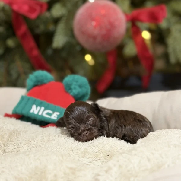 Gizmo Miniature Schnauzer from Rod Schnauzer's Breeder