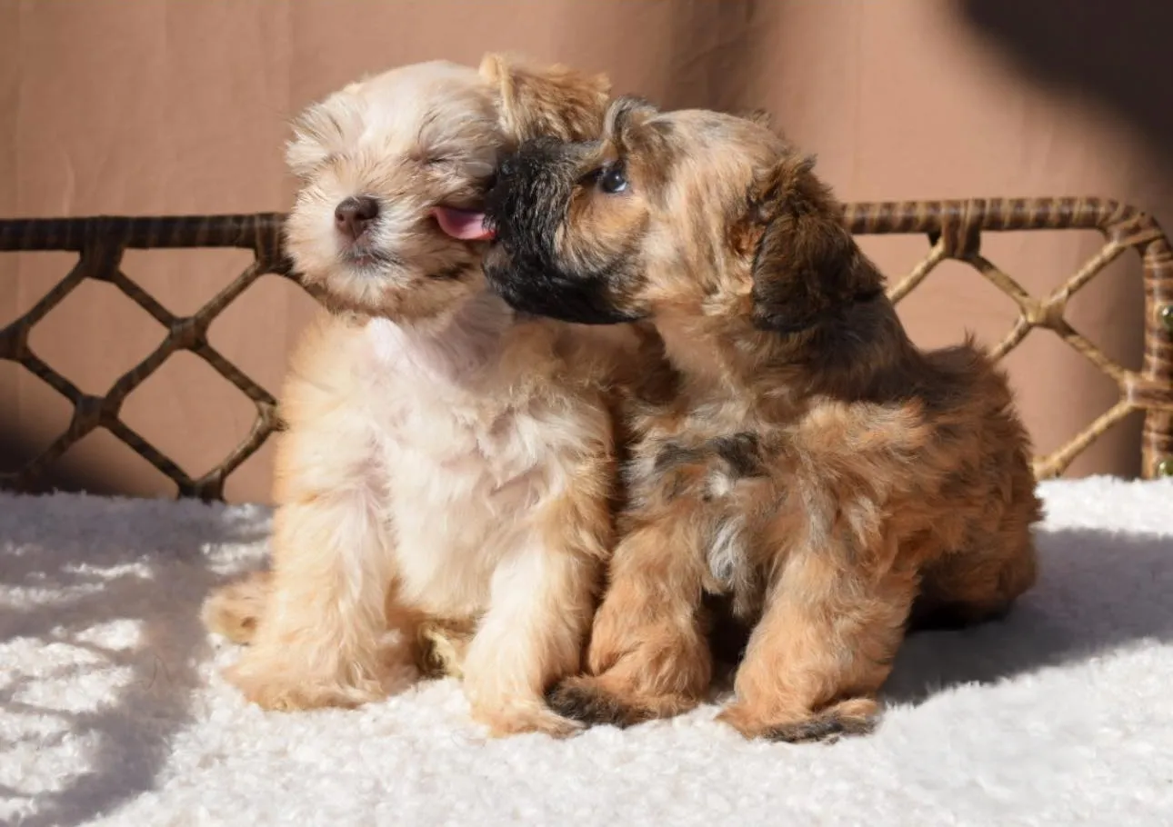 Two Schnauzers Puppies licking each other