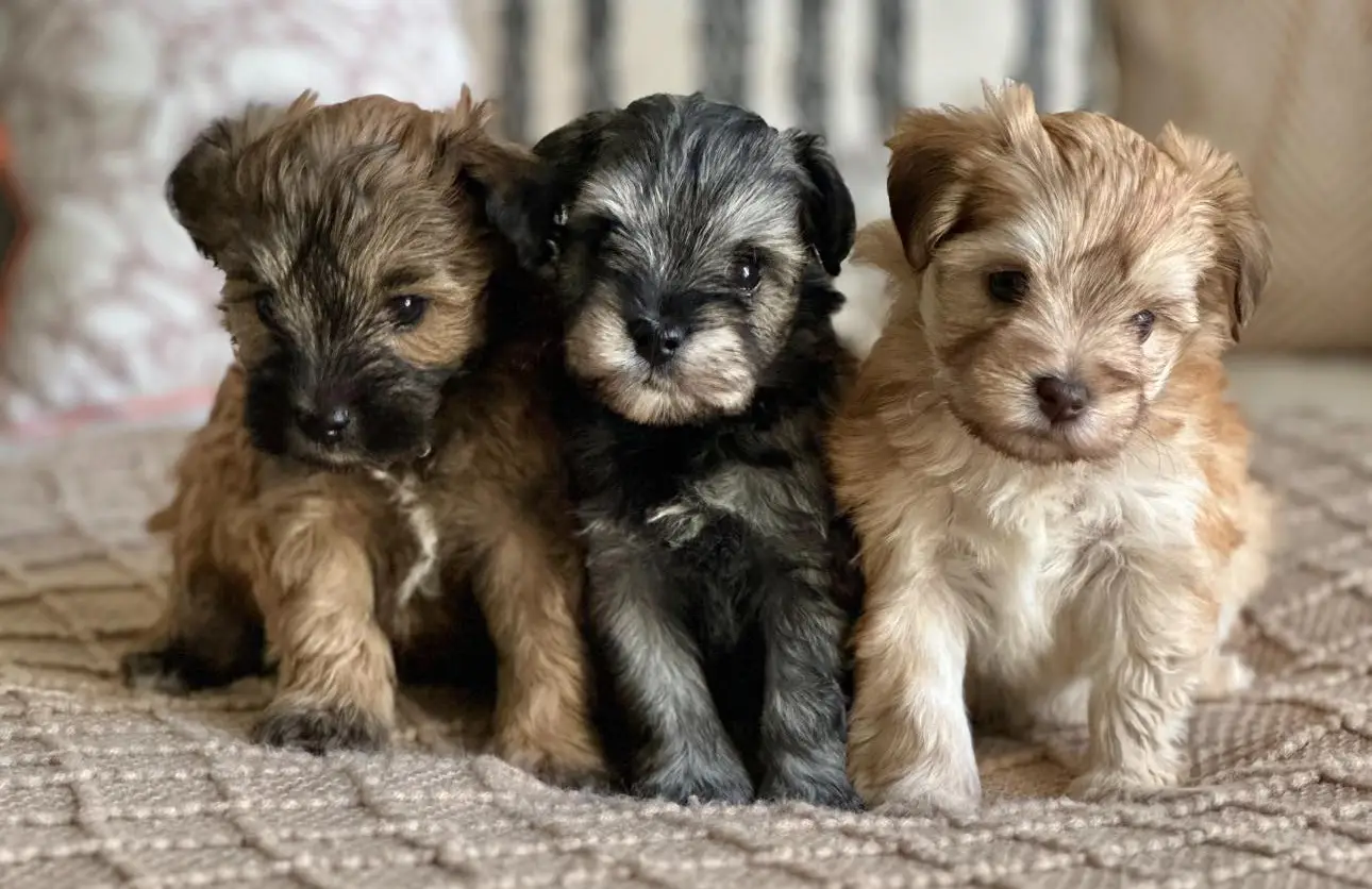 Adorable Miniature Schnauzer puppies close together