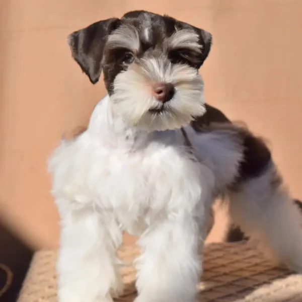 Rambo Miniature Schnauzer by Rod Schnauzers