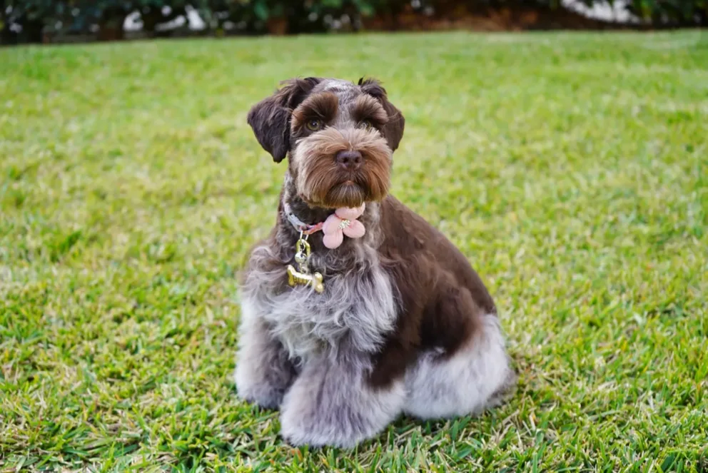 Rod Schnauzer Brown