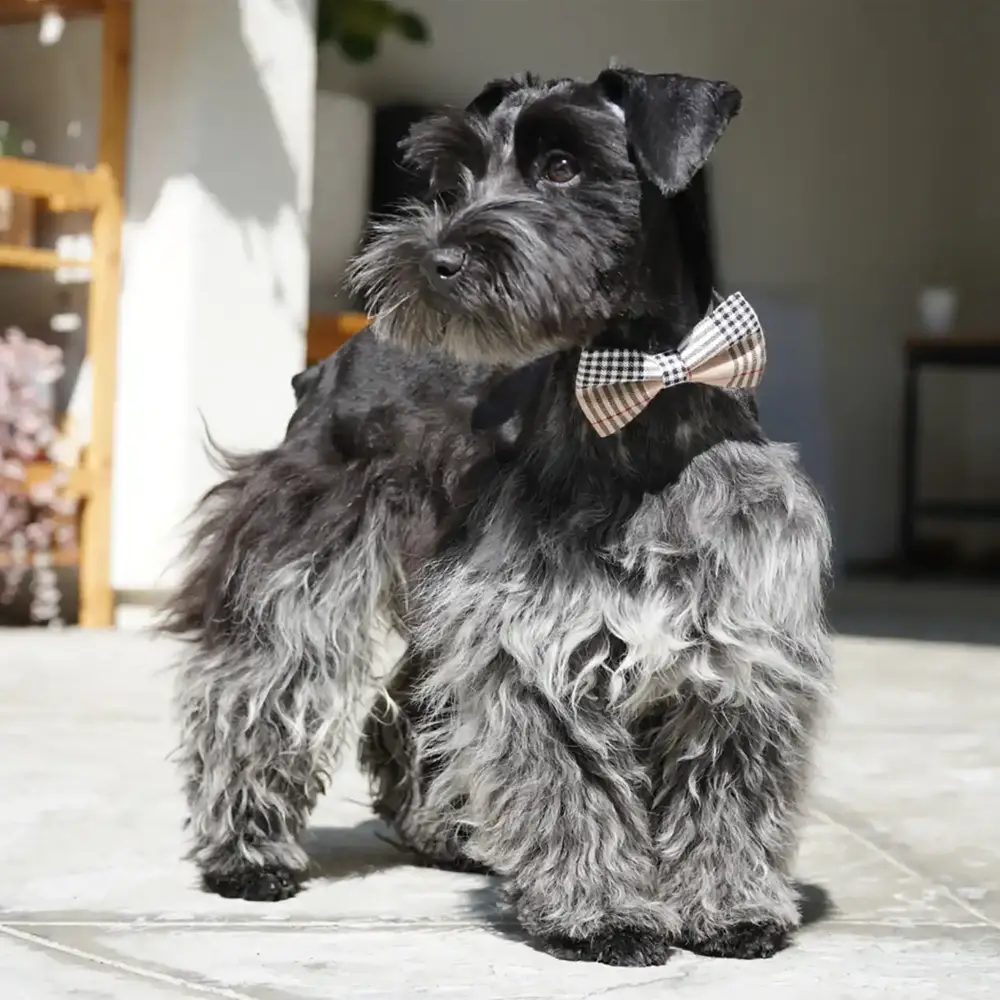 Miniature Schnauzer Tank from Rod Schnauzers Breeders