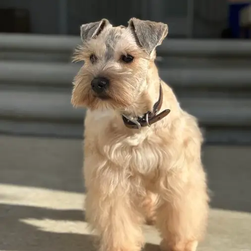 Zeus Miniature Schnauzer